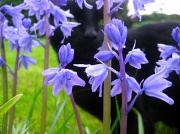 1st May 2012 - Tiptoe through the Bluebells
