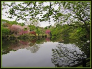 22nd Apr 2012 - Shinjuku Gyoen Gardens Tokyo