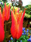 1st May 2012 - lily-flowered tulip - mariette (over-saturated in more ways than one)