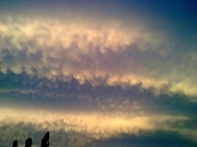 1st May 2012 - LITTLE FLUFFY CLOUDS