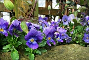 2nd May 2012 - Violet faces. ( except I know they are not proper violets) !!!