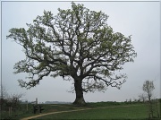 2nd May 2012 - oak tree