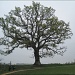 oak tree by quietpurplehaze