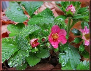 2nd May 2012 - Strawberry Blossoms