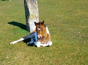 2nd May 2012 - Foal on Whitchurch Down 