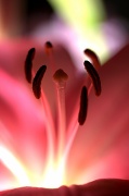 3rd May 2012 - Electric Flower