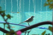 2nd May 2012 - Cape Wagtail