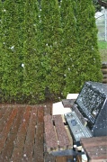 2nd May 2012 - Hello, Spring?