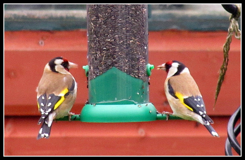 Goldfinches by busylady