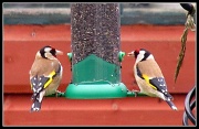 1st May 2012 - Goldfinches