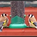 Goldfinches by busylady