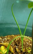 28th Apr 2012 - (Day 75) - Onion Growin'
