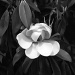 Magnolia by grammyn