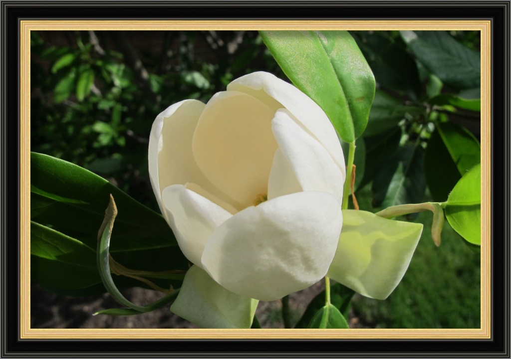 Magnolia Blossom by allie912