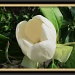 Magnolia Blossom by allie912