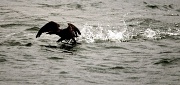 3rd May 2012 - Darth Vader cormorant