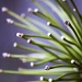with fronds like these by pocketmouse