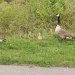 0502geese by diane5812