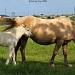 Mare and Foal  by grannysue