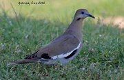 2nd May 2012 - Mourning Dove in the Afternoon
