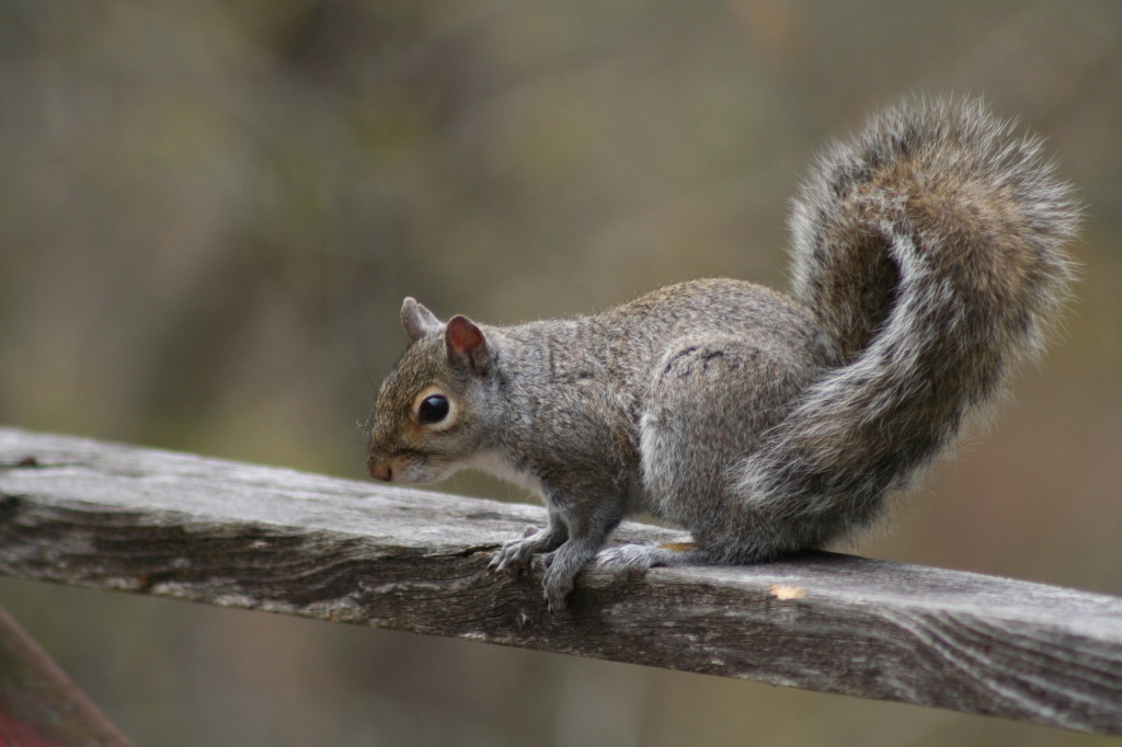 A Gray Squirrel for a Gray Day by lauriehiggins