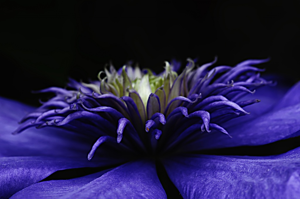 Blue Light Clematis by lstasel