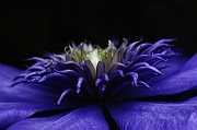 2nd May 2012 - Blue Light Clematis