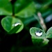 Droplet by abhijit