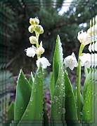 3rd May 2012 - lily of the valley