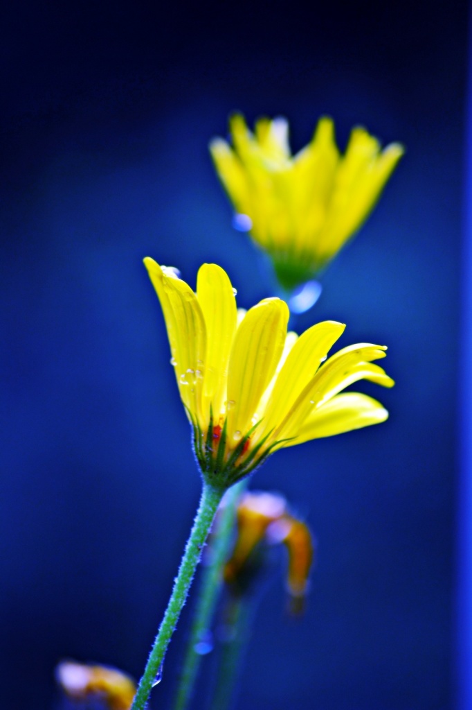 Yellow daisies by soboy5