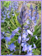 2nd May 2012 - Bluebells