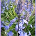 Bluebells by busylady