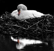 3rd May 2012 - Swan on nest