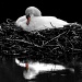Swan on nest by seanoneill