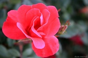 30th Apr 2012 - Knockout rose (Rosa 'Radrazz')
