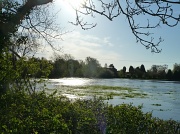 1st May 2012 - Pasture or Pond?