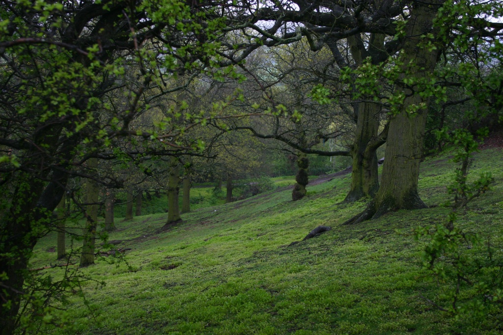 A Walk in the Wet Wood by shepherdman