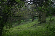 2nd May 2012 - A Walk in the Wet Wood