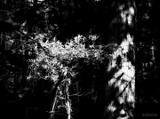 4th May 2012 - In the woods - where the shadows are deep and the light is magical...