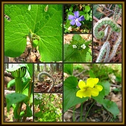 5th May 2012 - Forest Flora Collage