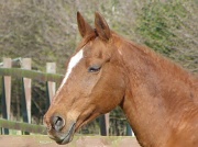 3rd May 2012 - Chestnut horse taken in Wood Lane 