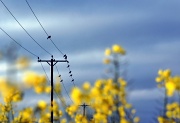 3rd May 2012 - Birds on a Wire