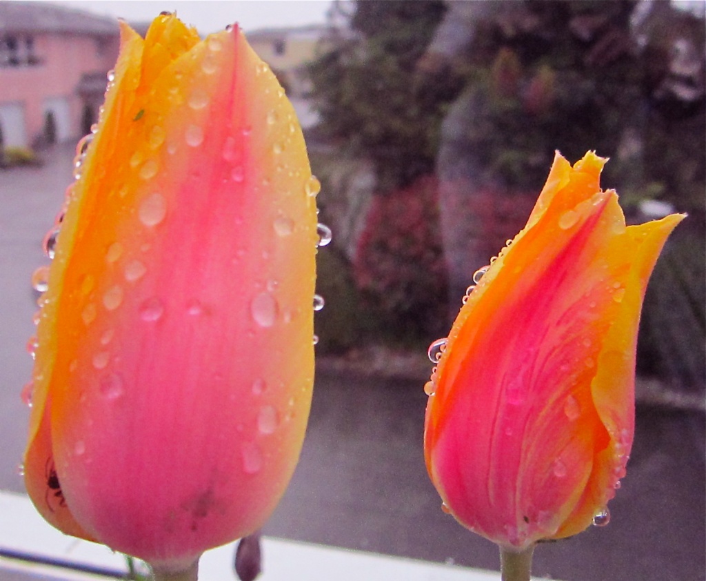 Raindrops On Tulips by pamelaf