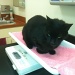 Frankie at the vet by graceratliff