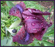 3rd May 2012 - Iris in the rain