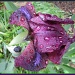 Iris in the rain by busylady