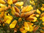 3rd May 2012 - Gorse