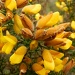 Gorse by if1