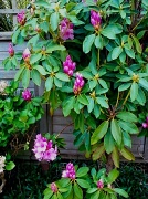 3rd May 2012 - Rhodedendron bursting into flower  