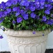 Pretty Purple Pansies in a Pot by alophoto